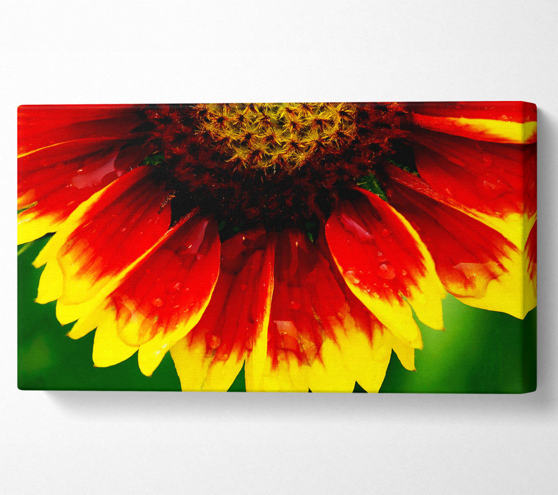  A Canvas Print of Fire Petal Dewdrop Canvas Art