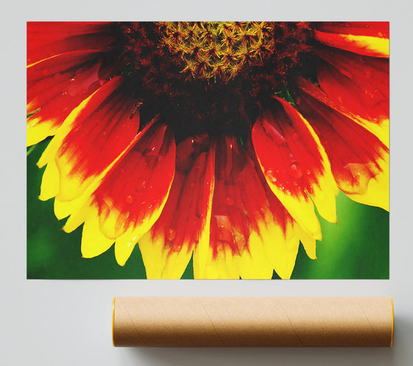 Fire Petal Dewdrop Giclee Print