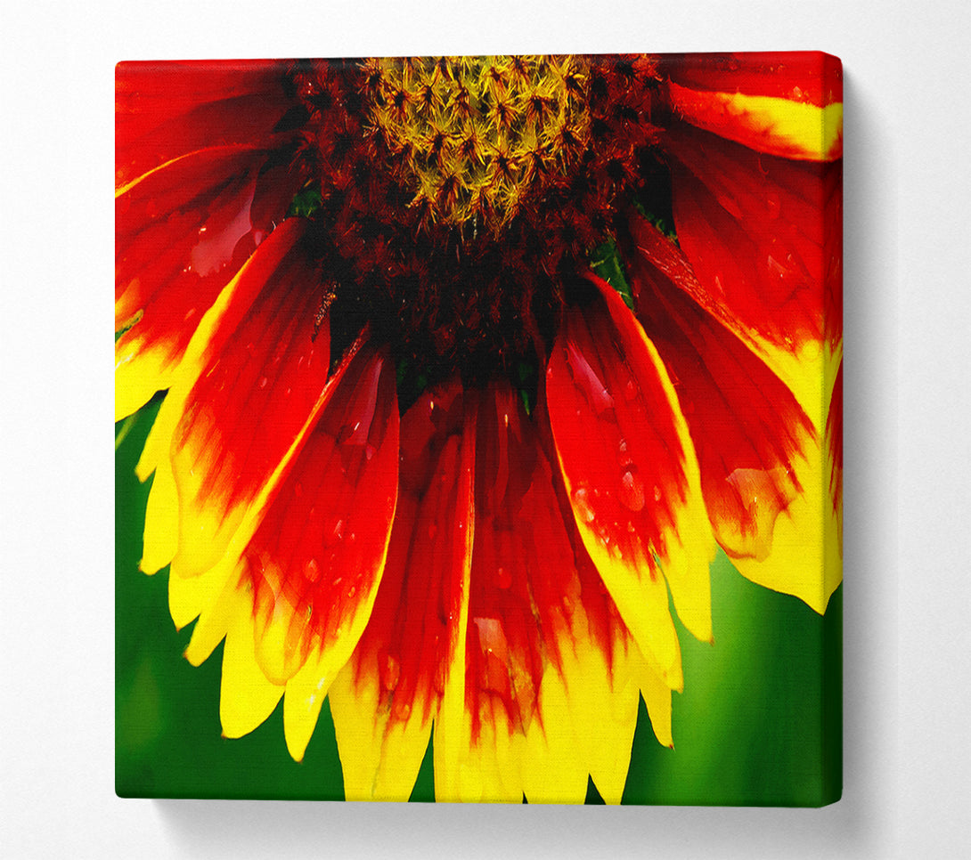  A Canvas Print of Fire Petal Dewdrop Canvas Art
