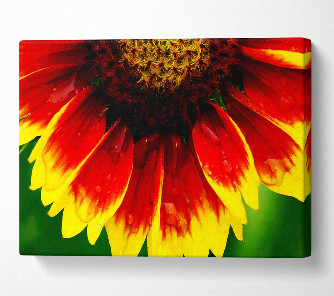  A Canvas Print of Fire Petal Dewdrop Canvas Art