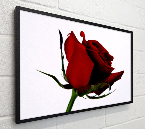 Single Red Rose
