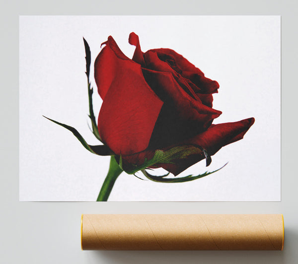 Single Red Rose Poster