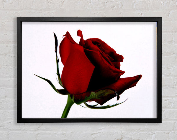 Einzelne rote Rose