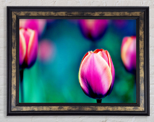 Pink Tulip Field Framed Print