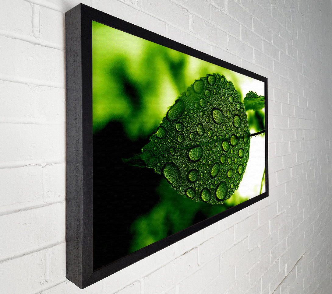 A Canvas Print of Morning Dew Leaf Canvas Wall Art