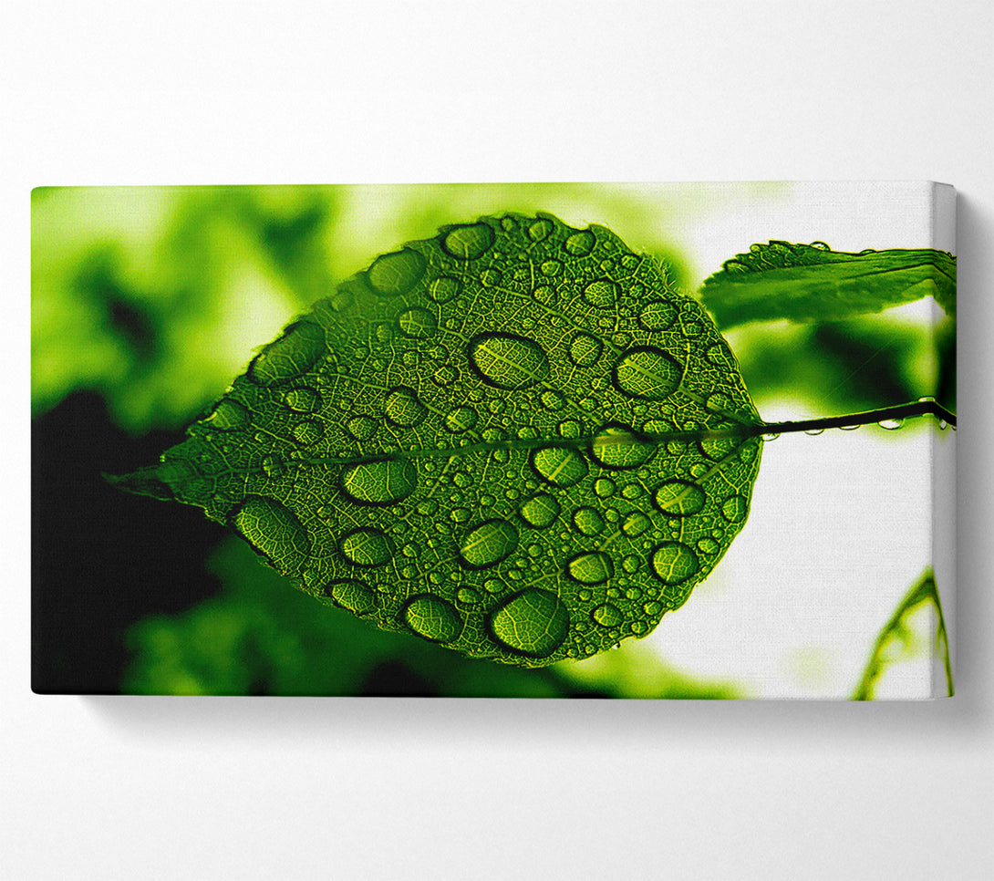  A Canvas Print of Morning Dew Leaf Canvas Wall Art