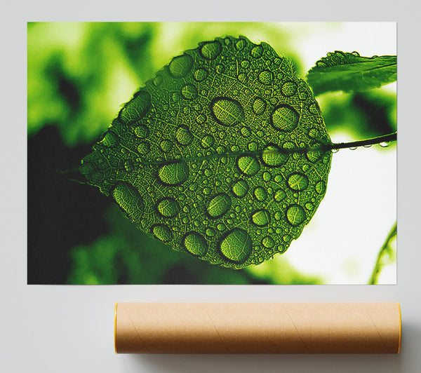 Morning Dew Leaf Poster