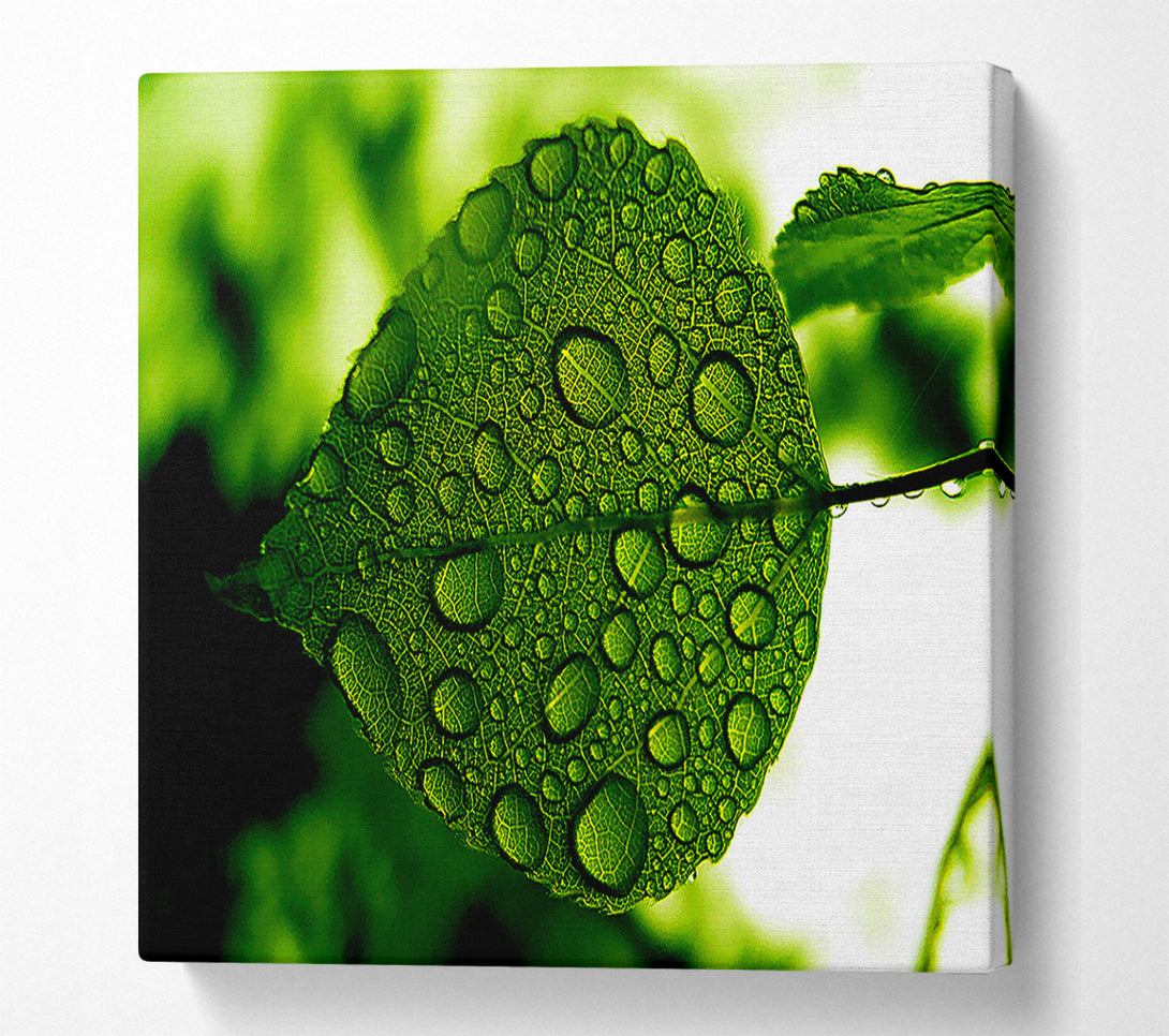  A Canvas Print of Morning Dew Leaf Canvas Wall Art