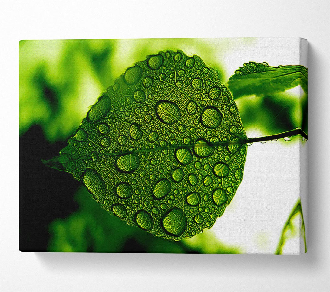  A Canvas Print of Morning Dew Leaf Canvas Wall Art