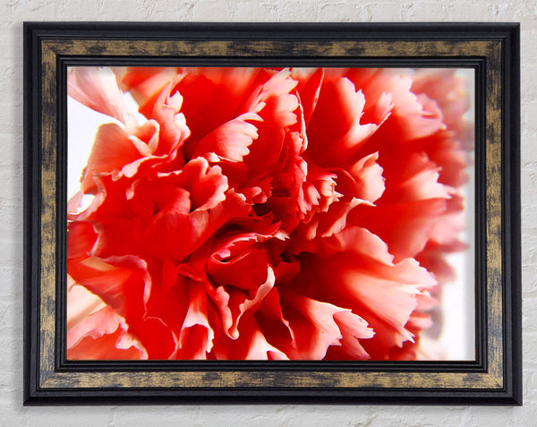 Vivid Pink Carnation Framed Print