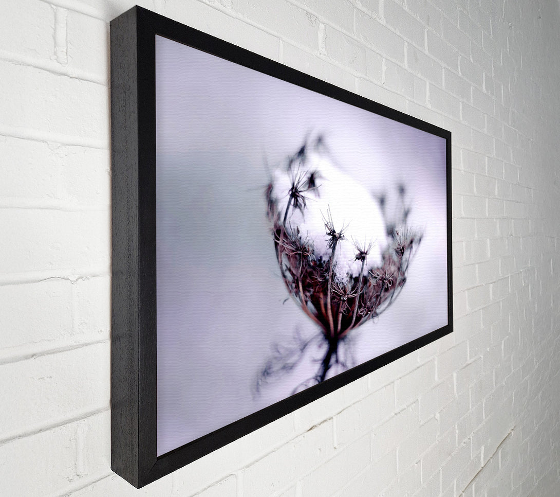  A Canvas Print of Single Winter Flower Canvas Art
