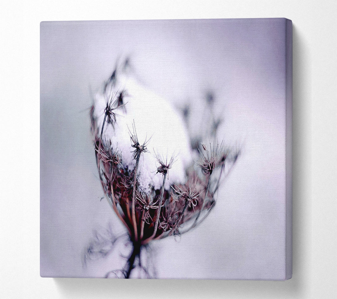  A Canvas Print of Single Winter Flower Canvas Art