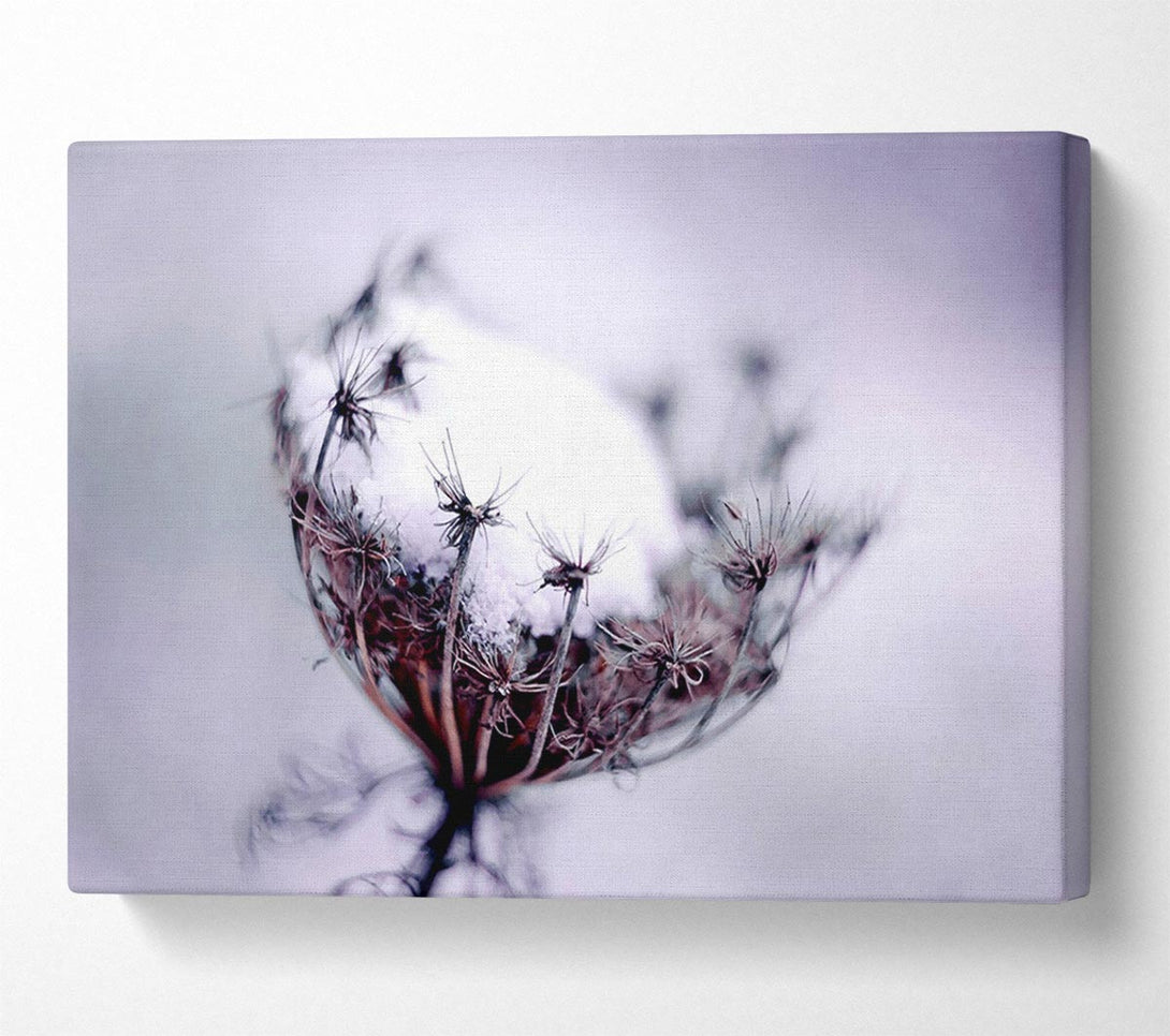  A Canvas Print of Single Winter Flower Canvas Art