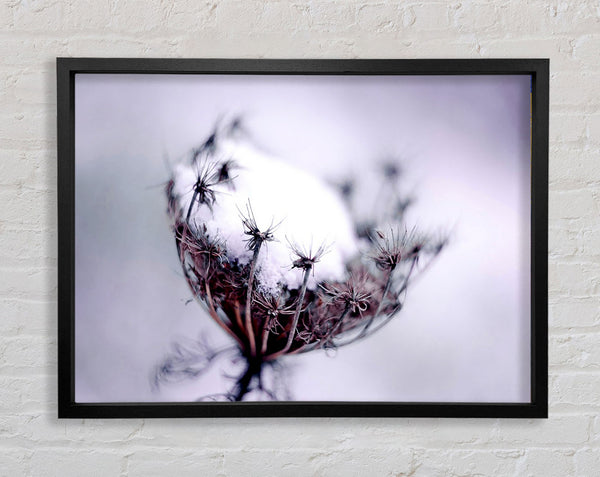 Einzelne Winterblume