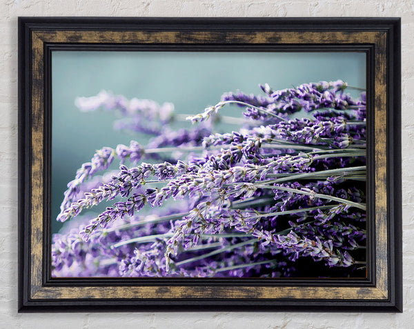 Heather Framed Print