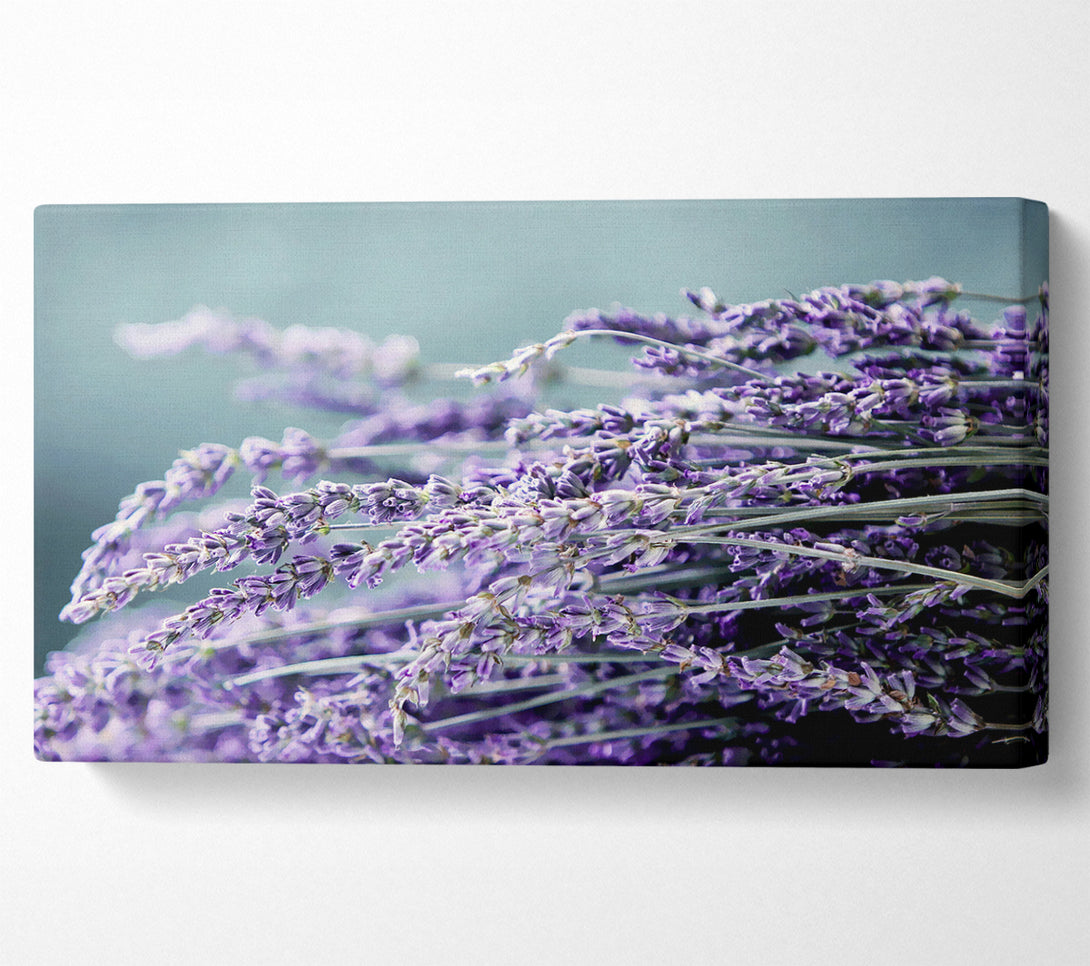  A Canvas Print of Heather Canvas Art