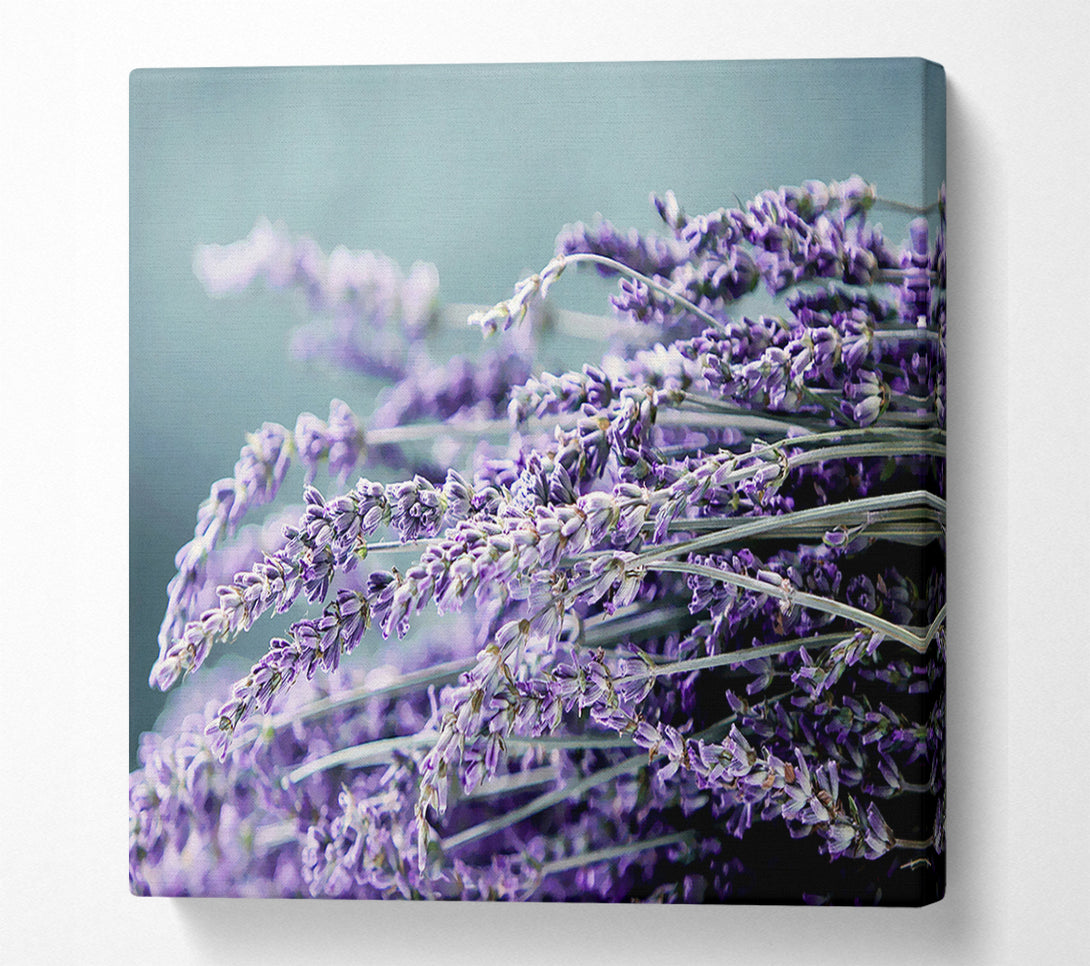  A Canvas Print of Heather Canvas Art