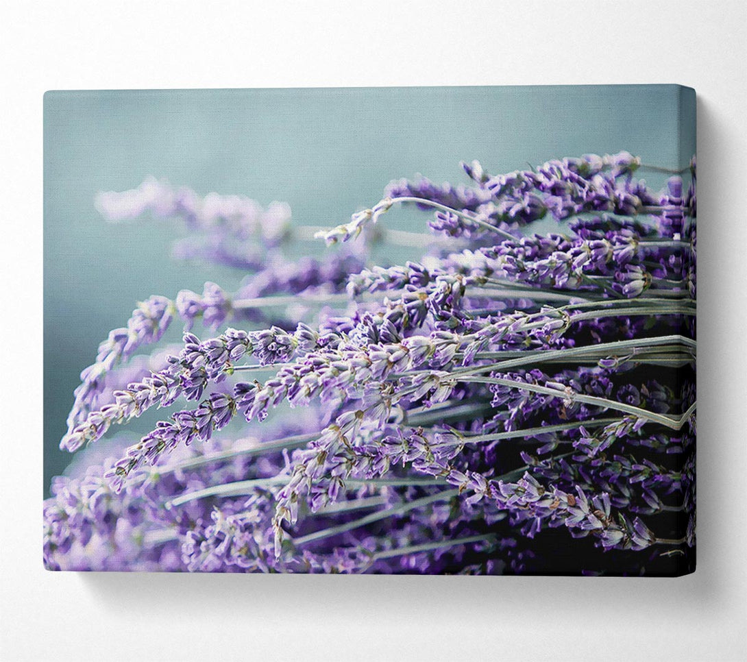  A Canvas Print of Heather Canvas Art