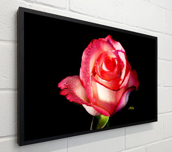 Pink Passion Rose