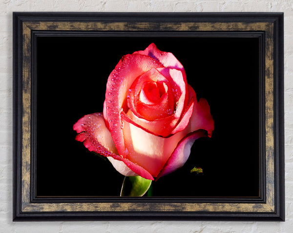 Pink Passion Rose Framed Print