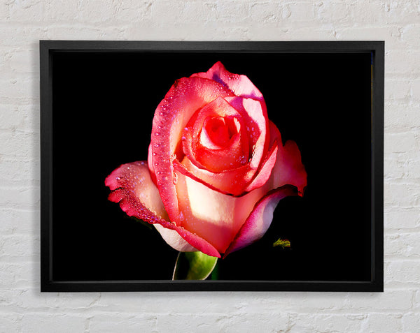 Rosa Passionsrose