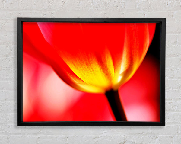 Die Energie einer Tulpe