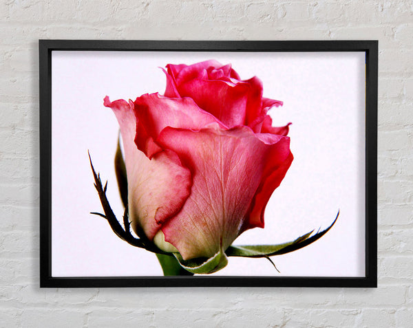 Einzelne rosa Rose