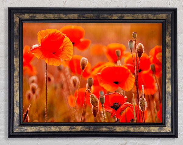Orange Poppy Field Galour Framed Print