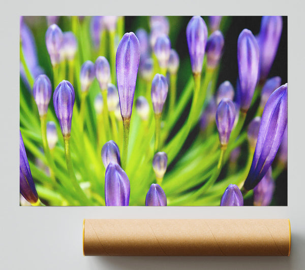 The Growth Of Purple Giclee Print