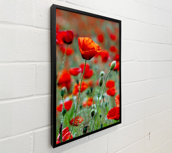Red Poppy Field Galore
