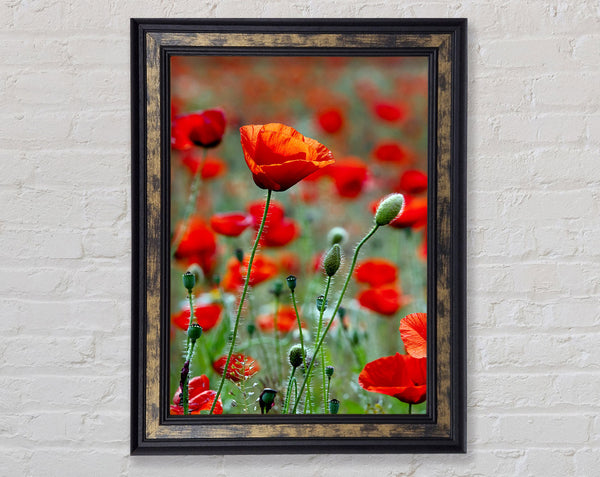 Red Poppy Field Galore Framed Print
