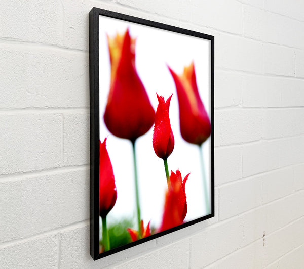 Red Fire Tulip Field