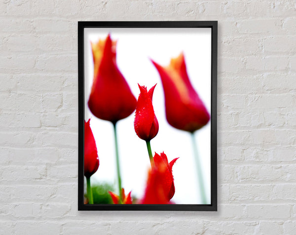 Rotes Feuer-Tulpenfeld