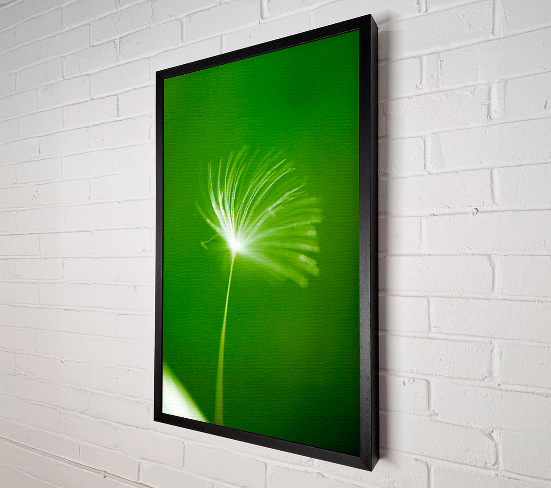  A Canvas Print of White Whisper Sunlight Canvas Art
