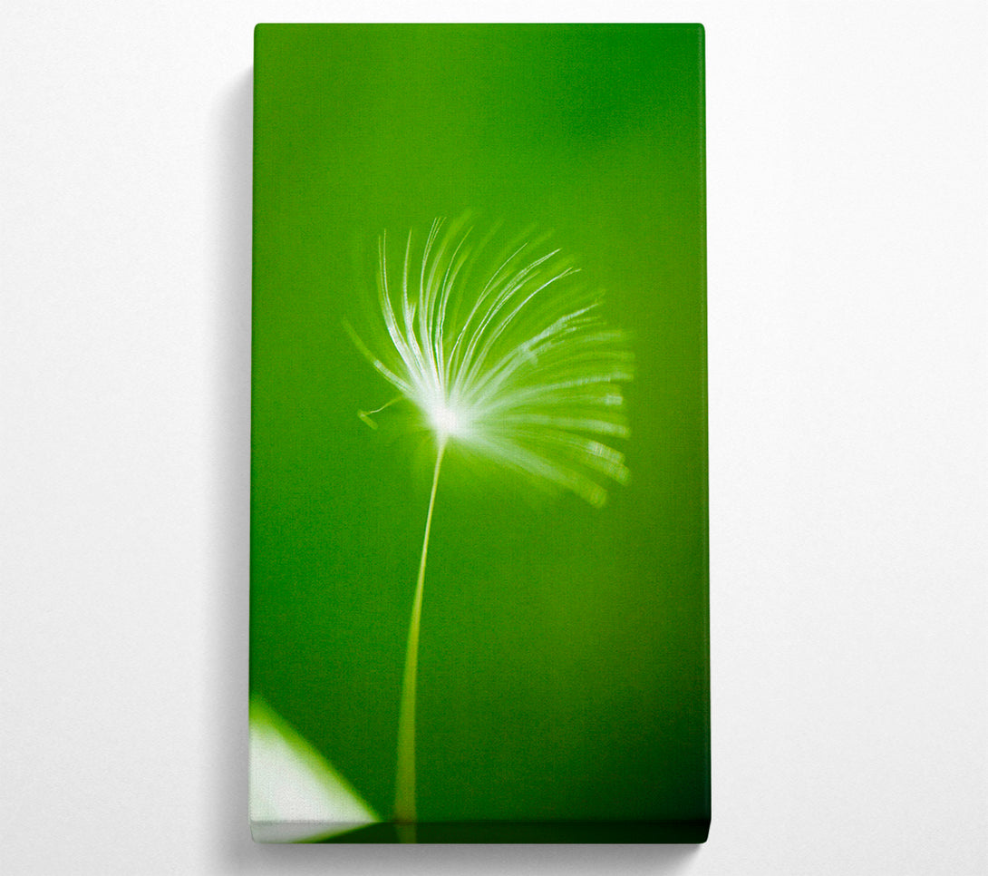  A Canvas Print of White Whisper Sunlight Canvas Art