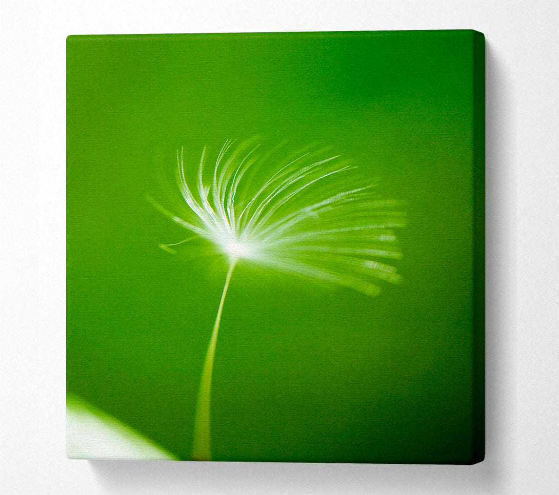  A Canvas Print of White Whisper Sunlight Canvas Art