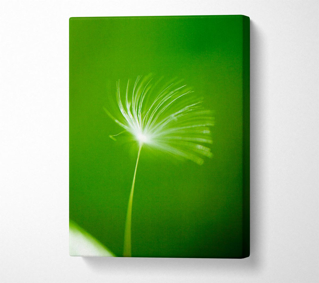  A Canvas Print of White Whisper Sunlight Canvas Art