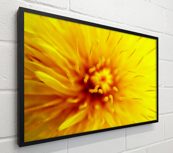 Yellow Beauty