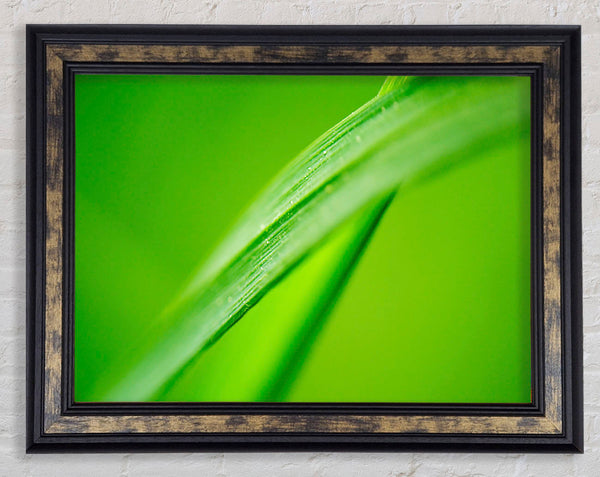 Green On Green Framed Print
