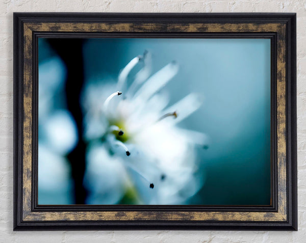 Apple Blossom Framed Print