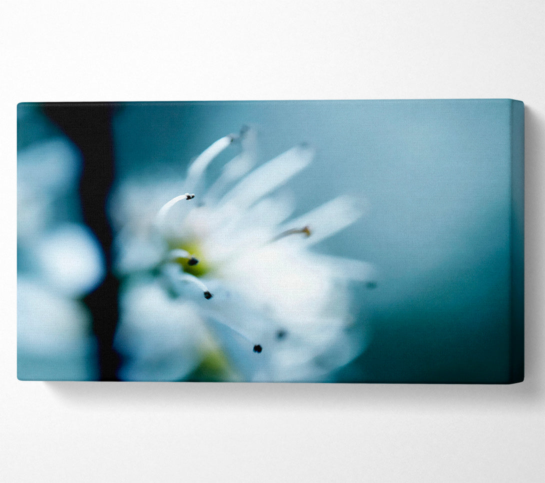  A Canvas Print of Apple Blossom Canvas Wall Art