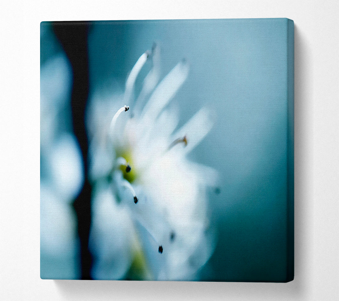  A Canvas Print of Apple Blossom Canvas Wall Art