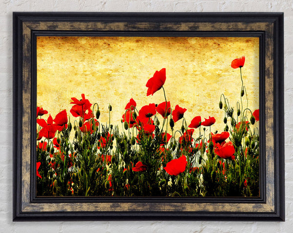 Poppy Field Golden Skys Framed Print