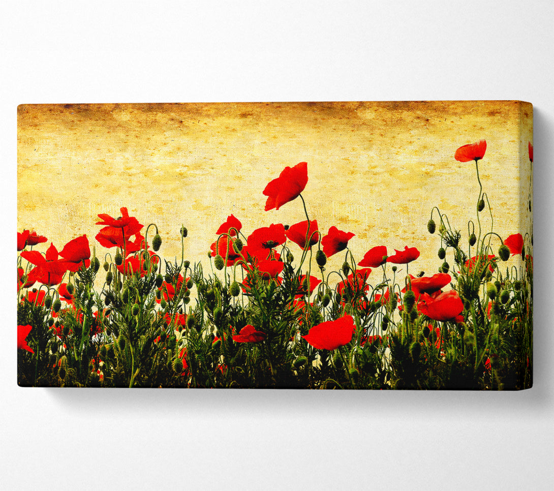  A Canvas Print of Poppy Field Golden Skys Canvas Wall Art