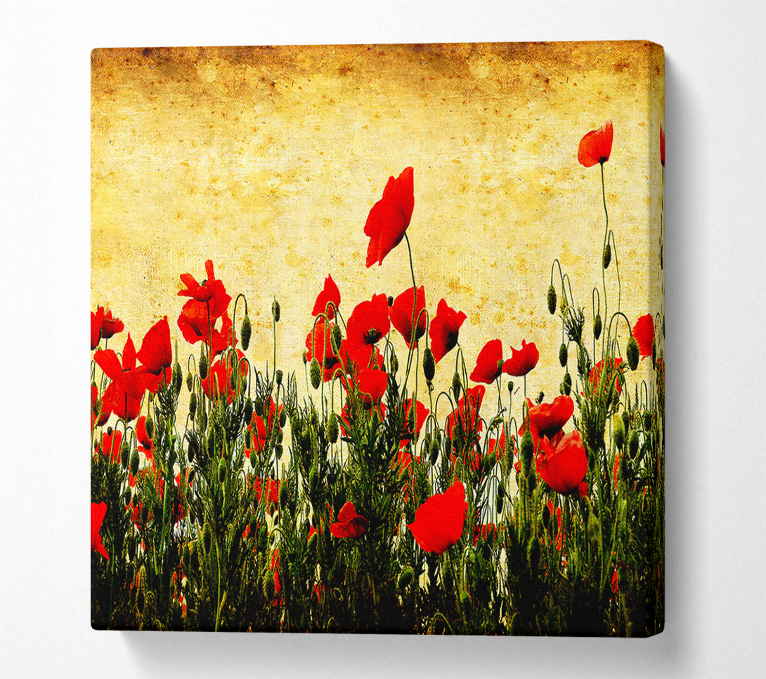  A Canvas Print of Poppy Field Golden Skys Canvas Wall Art