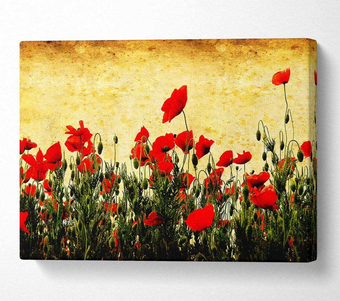  A Canvas Print of Poppy Field Golden Skys Canvas Wall Art