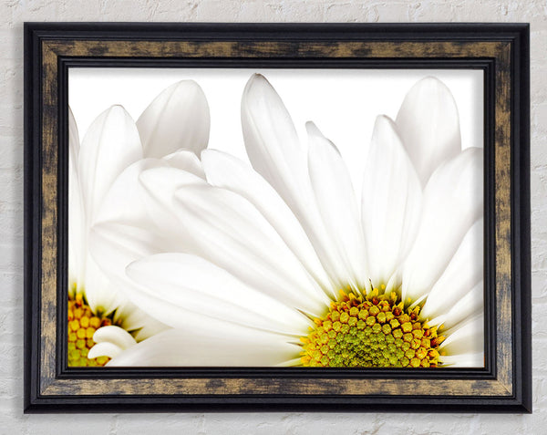 White Daisy Petals Framed Print