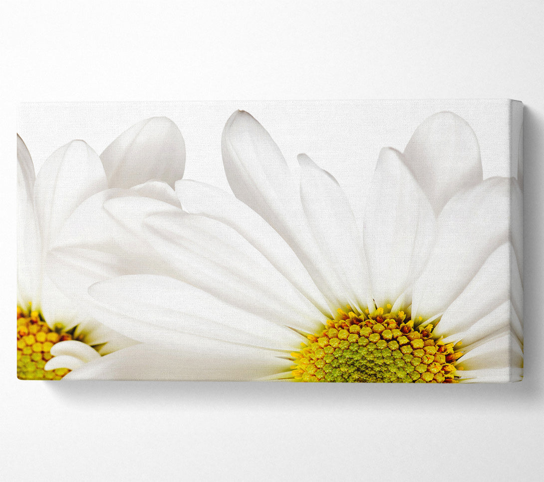  A Canvas Print of White Daisy Petals Canvas Print