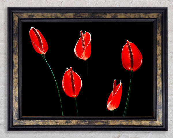 Beatiful Red Night Flowers Framed Print