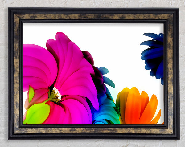 Colourful Vibrant Petals Framed Print